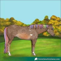 Horse Color:Painted Chocolate Palomino 