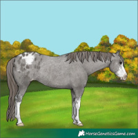 Horse Color:Grullo Sabino Appaloosa Rabicano 
