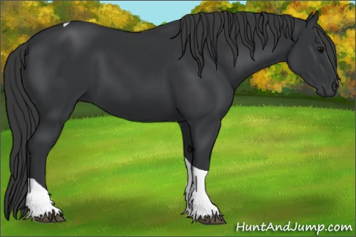 Horse Color:Black Tobiano 