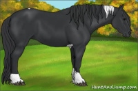Horse Color:Black Tobiano 