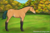 Horse Color:Painted Buckskin 
