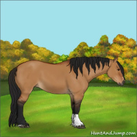 Horse Color:Gray Bay Dun Sabino Tobiano