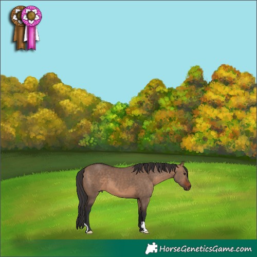 Horse Color:Brown Dun