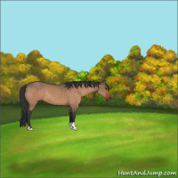 Horse Color:Brown Dun 