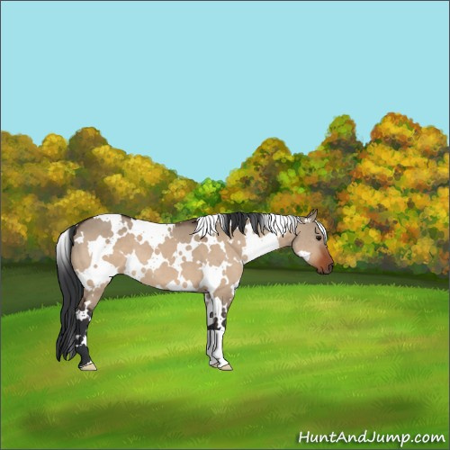 Horse Color:White Spotted Brown Dun