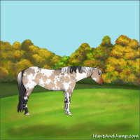 Horse Color:White Spotted Brown Dun 