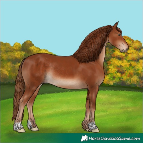 Horse Color:Chestnut Rabicano 