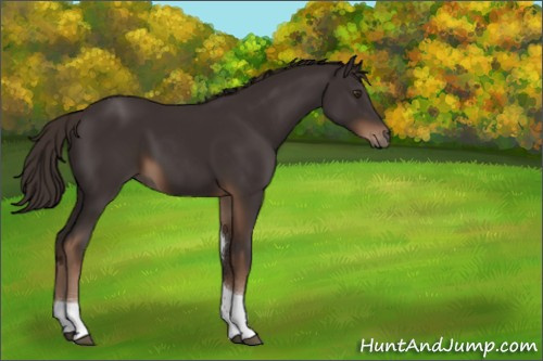 Horse Color:Liver Chestnut Tobiano Rabicano 