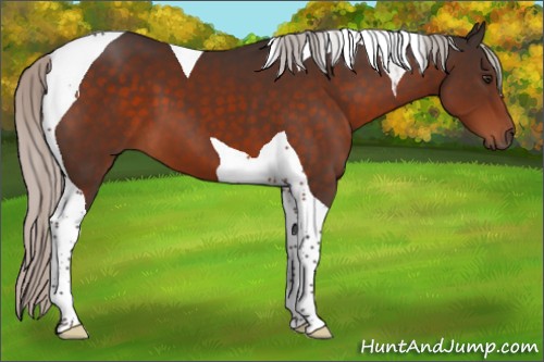 Horse Color:Silver Brown Tobiano 