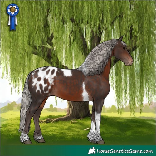 Horse Color:Silver Brown Tobiano Blanket 