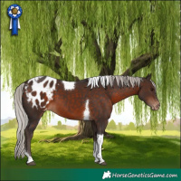 Horse Color:Silver Brown Tobiano Appaloosa 