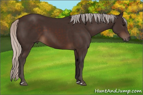 Horse Color:Silver Brown 