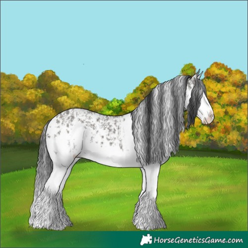 Horse Color:Grullo Sabino Splash  and Grullo Sabino Splash 