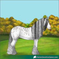Horse Color:Grullo Sabino Splash  and Grullo Sabino Splash 