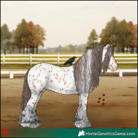 Horse Color:White Spotted Bay Appaloosa