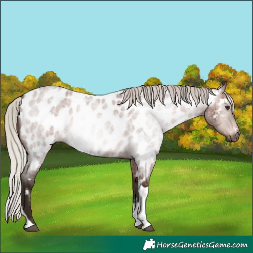 Horse Color:Gray Silver Bay Roan Tobiano Near Leopard 