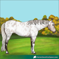 Horse Color:Gray Silver Bay Roan Tobiano Appaloosa 