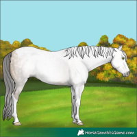 Horse Color:Gray Amber Champagne Dun Tobiano Rabicano