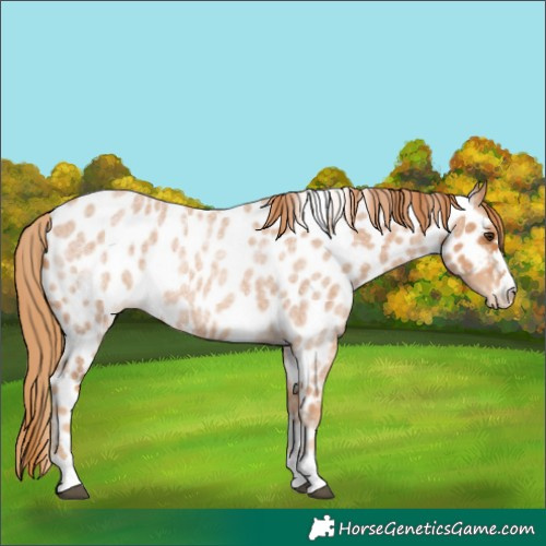 Horse Color:Red Roan Appaloosa 