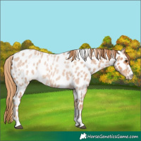 Horse Color:Red Roan Appaloosa 