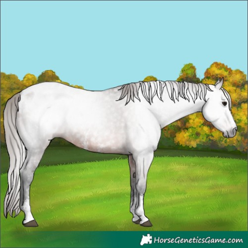 Horse Color:Gray Bay Sabino Appaloosa 