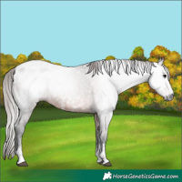 Horse Color:Gray Bay Sabino Appaloosa 