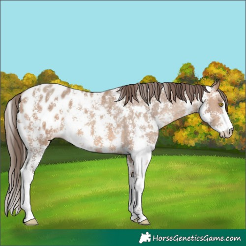 Horse Color:Sable Champagne Sabino Appaloosa 