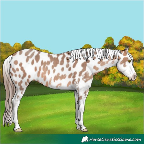 Horse Color:Amber Champagne Sabino Appaloosa 