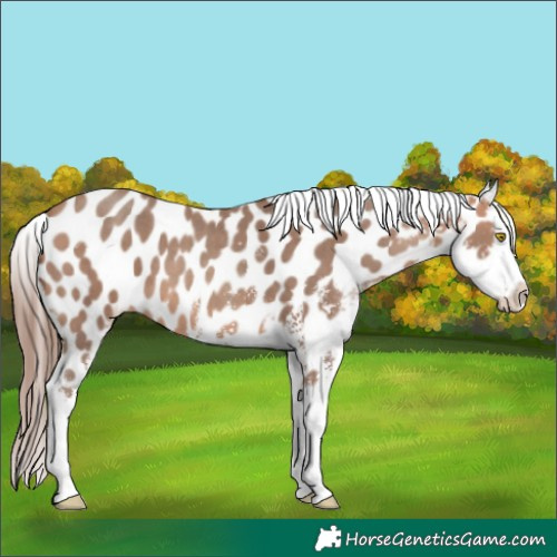Horse Color:Amber Champagne Sabino Near Leopard