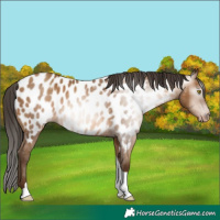 Horse Color:Gray Amber Champagne Tobiano Appaloosa 