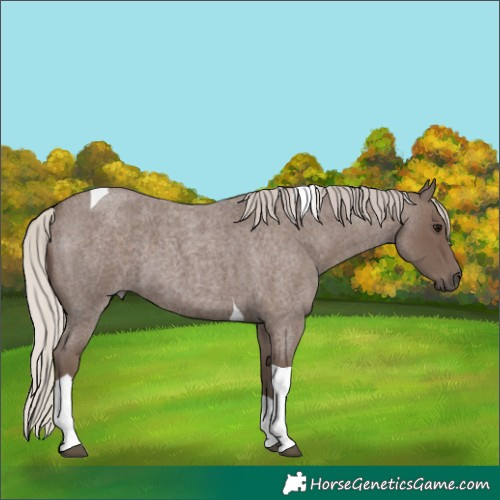 Horse Color:Silver Blue Roan Tobiano 