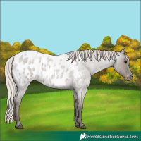 Horse Color:Silver Grullo Roan Appaloosa 