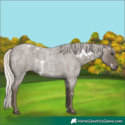 Horse Color:White Spotted Silver Blue Roan 
