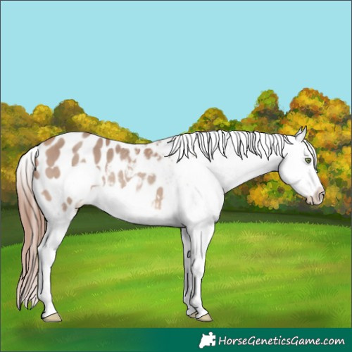 Horse Color:Amber Champagne Sabino Frame Appaloosa 