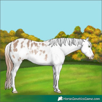 Horse Color:Amber Champagne Sabino Frame Appaloosa 