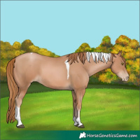 Horse Color:Chestnut Pearl Tobiano 