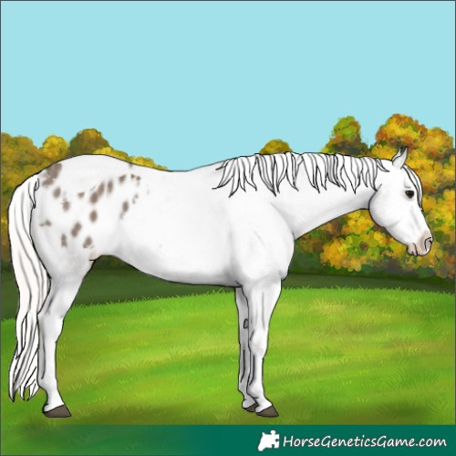 Horse Color:Silver Grullo Splash Tobiano Appaloosa 