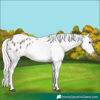 Horse Color:Silver Grullo Splash Tobiano Blanket 