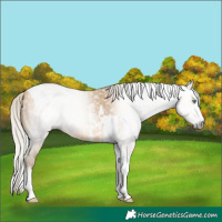 Horse Color:Gray Silver Amber Cream Champagne Sabino Splash Tobiano 