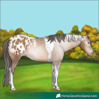 Horse Color:Gray Amber Champagne Tobiano Appaloosa 