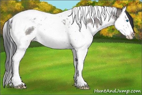 Horse Color:Grullo Roan Splash Tobiano 