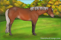Horse Color:Silver Bay 