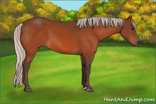Horse Color:Silver Bay 