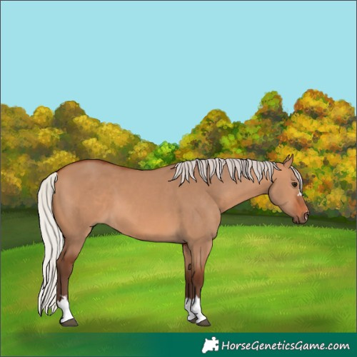 Horse Color:Silver Bay Dun 