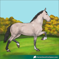 Horse Color:Platinum Bay 