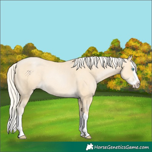 Horse Color:Palomino Pearl Splash Rabicano 