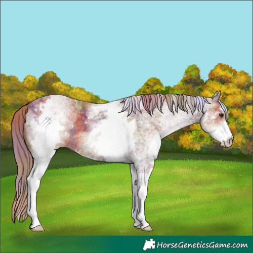 Horse Color:Nacre White Spotted Chestnut 