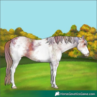 Horse Color:Nacre White Spotted Chestnut 