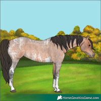 Horse Color:Bay Ice Roan Tobiano 