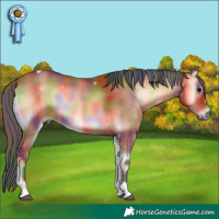 Horse Color:Nacre Bay Onyx Tobiano 